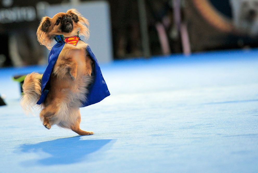 Тварини в новинах, 7 жовтня 2011