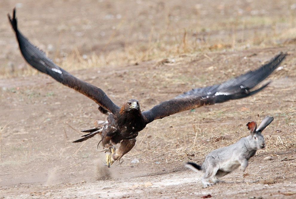 Тварини в новинах, 7 жовтня 2011