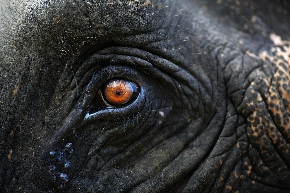 Тварини в новинах, 7 жовтня 2011