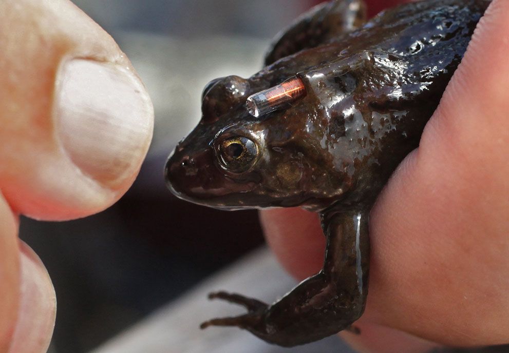 Тварини в новинах, 7 жовтня 2011