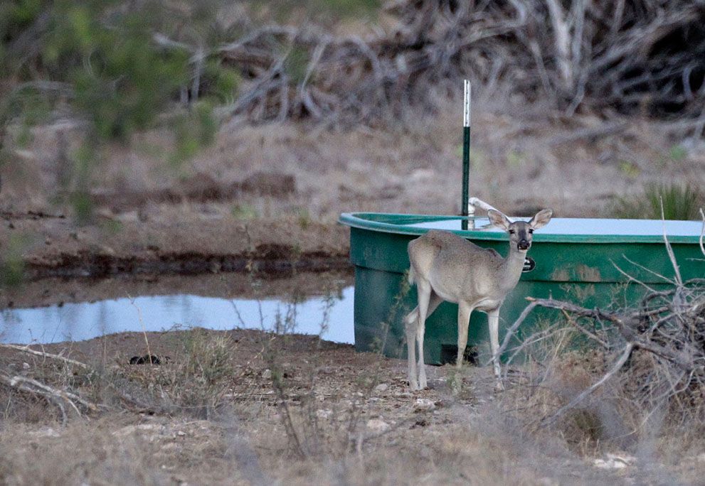 Тварини в новинах, 7 жовтня 2011