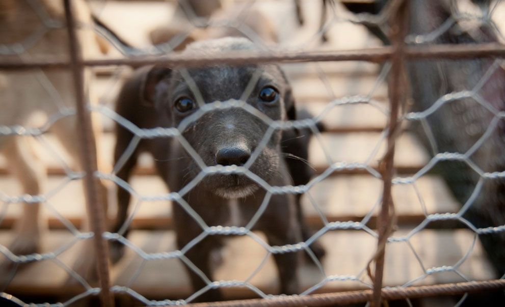 Тварини в новинах, 7 жовтня 2011