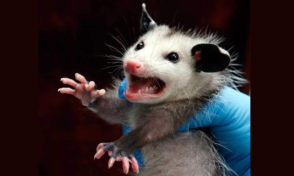 Тварини в новинах, 7 жовтня 2011