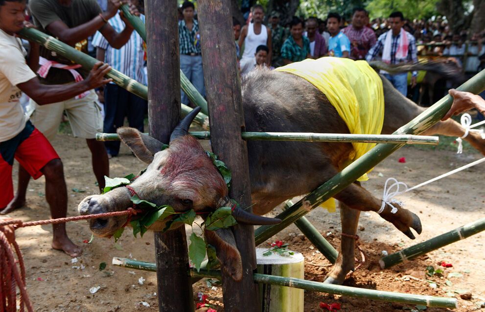 Тварини в новинах, 7 жовтня 2011
