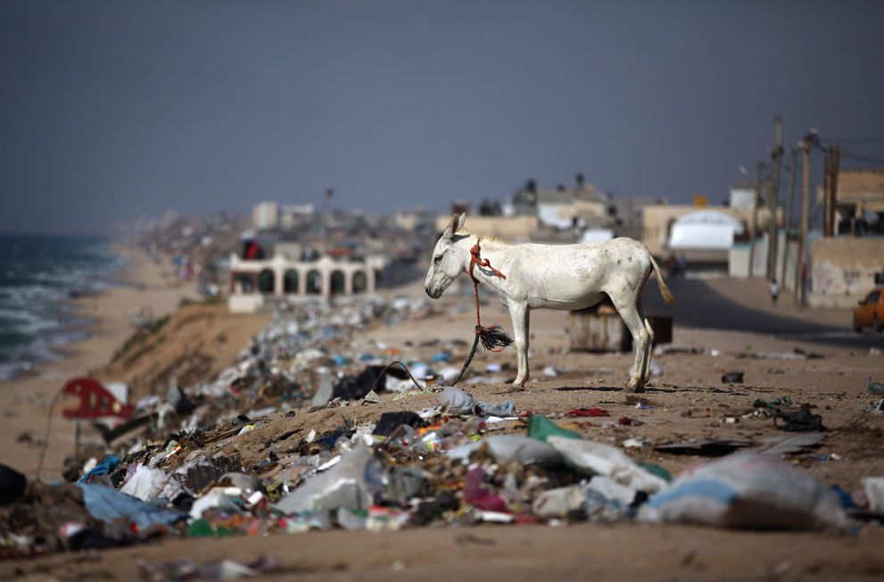 Тварини в новинах, 7 жовтня 2011