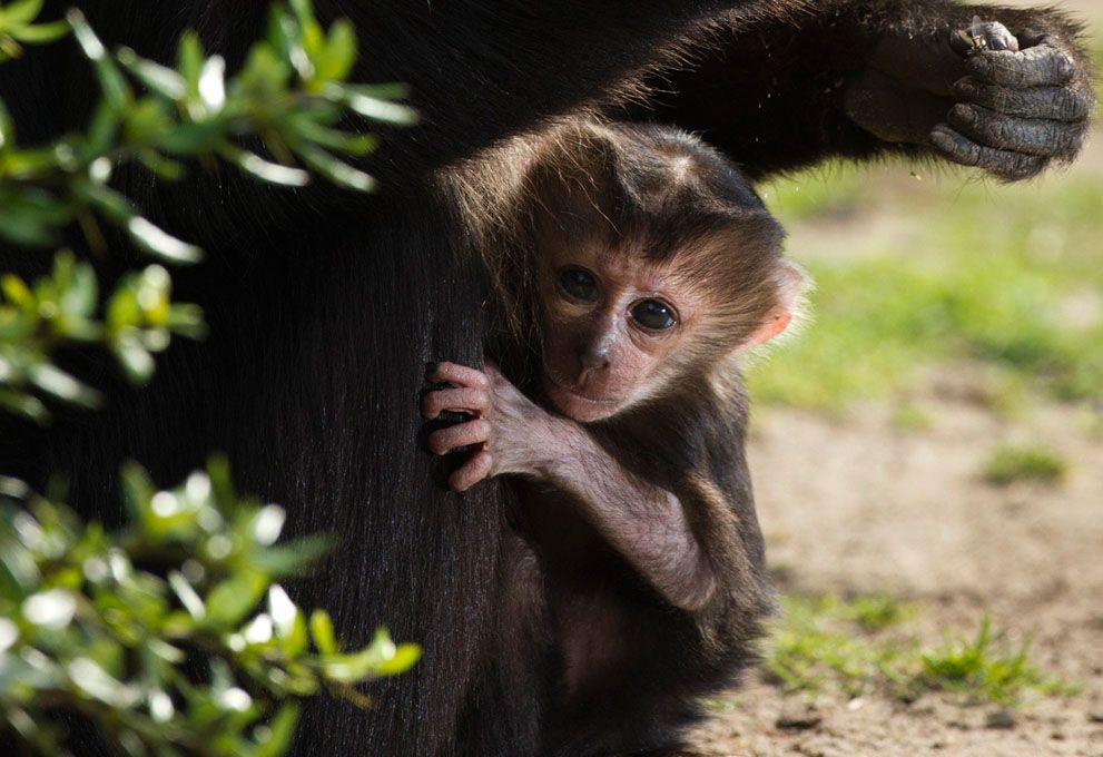Тварини в новинах, 7 жовтня 2011