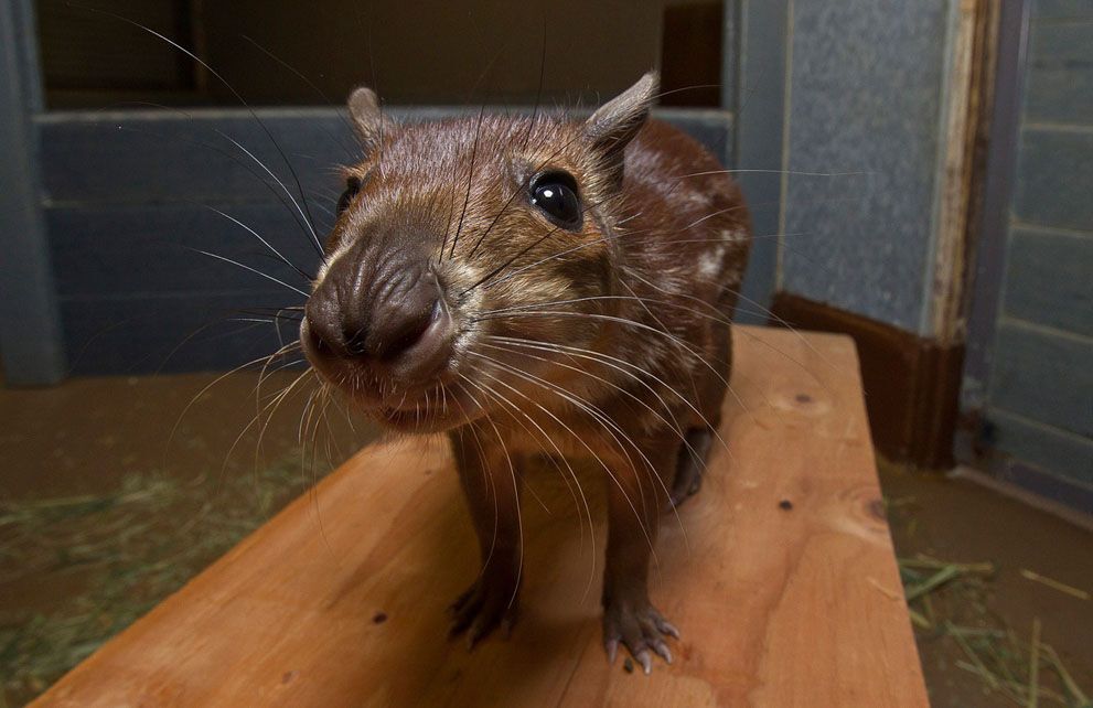 Тварини в новинах, 7 жовтня 2011