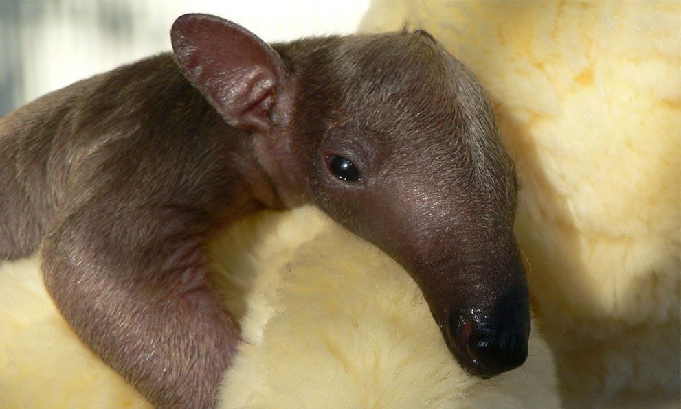 Тварини в новинах, 7 жовтня 2011