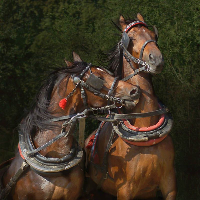 Сказочная красота – арабские и андалузские лошади