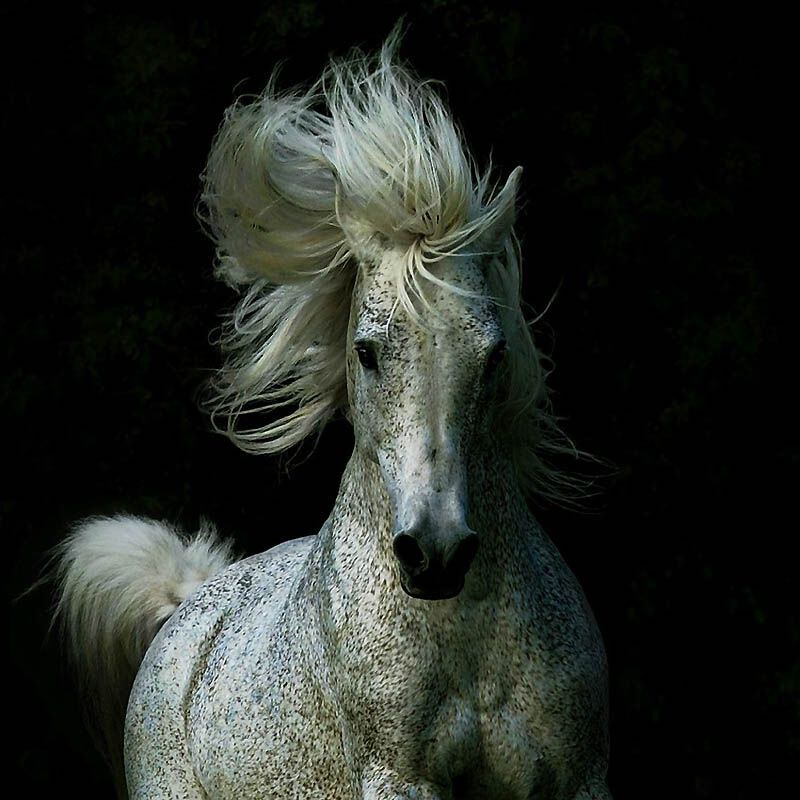 Сказочная красота – арабские и андалузские лошади