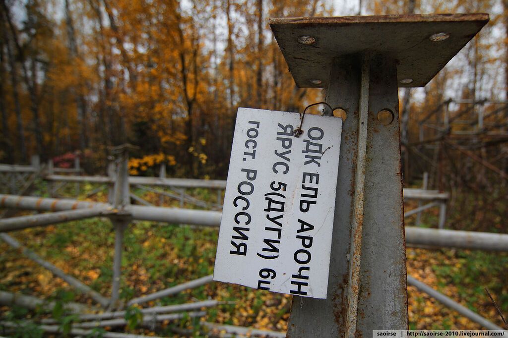 Таинственный лес
