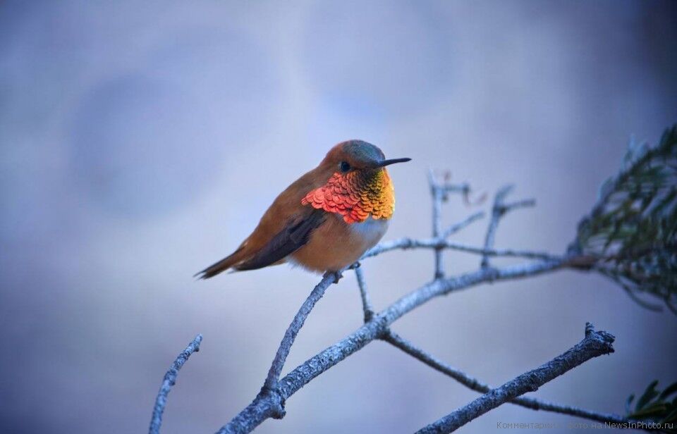 Лучшие работы фотоконкурса National Geographic 2011