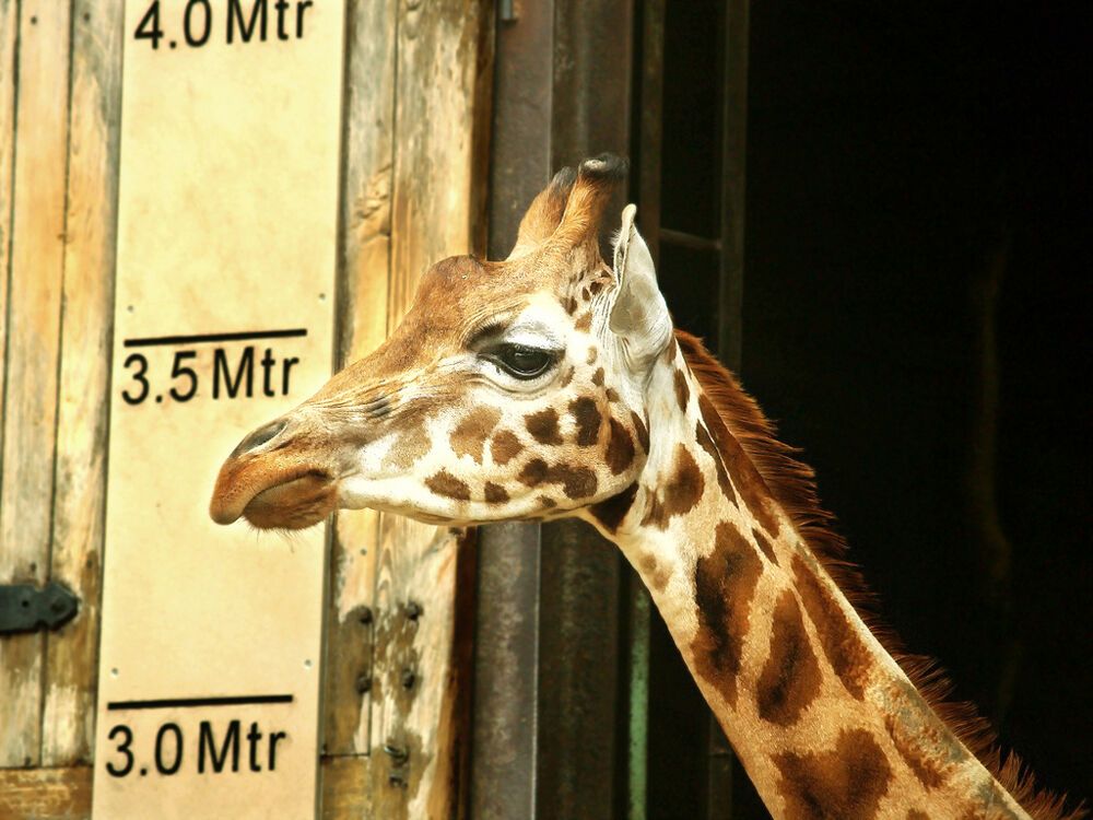 10 фактів про жирафів