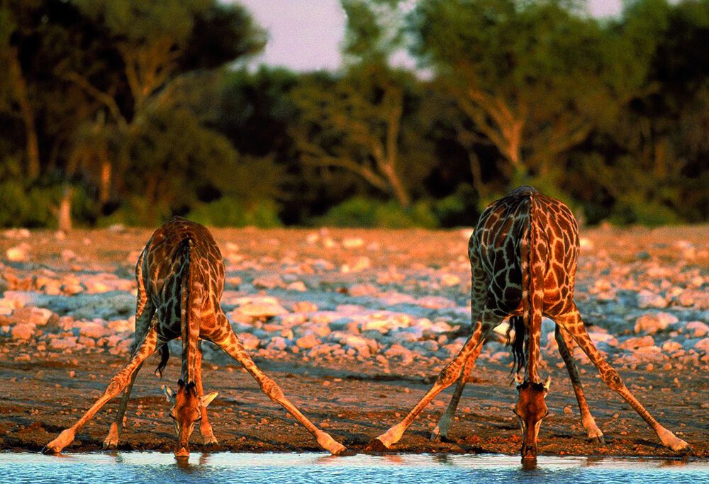 10 фактів про жирафів
