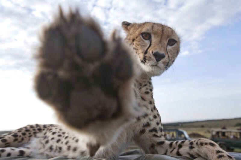 Гепарди в заповіднику Масаї-Мара