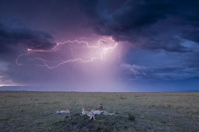 Гепарди в заповіднику Масаї-Мара