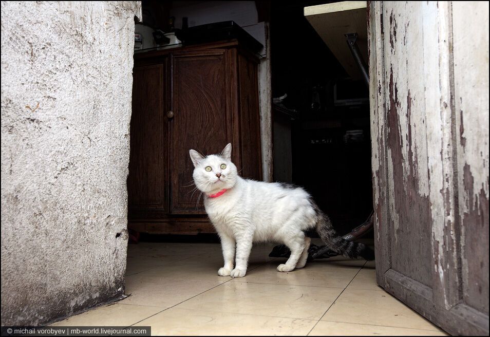 Китай: Шанхайські нетрі