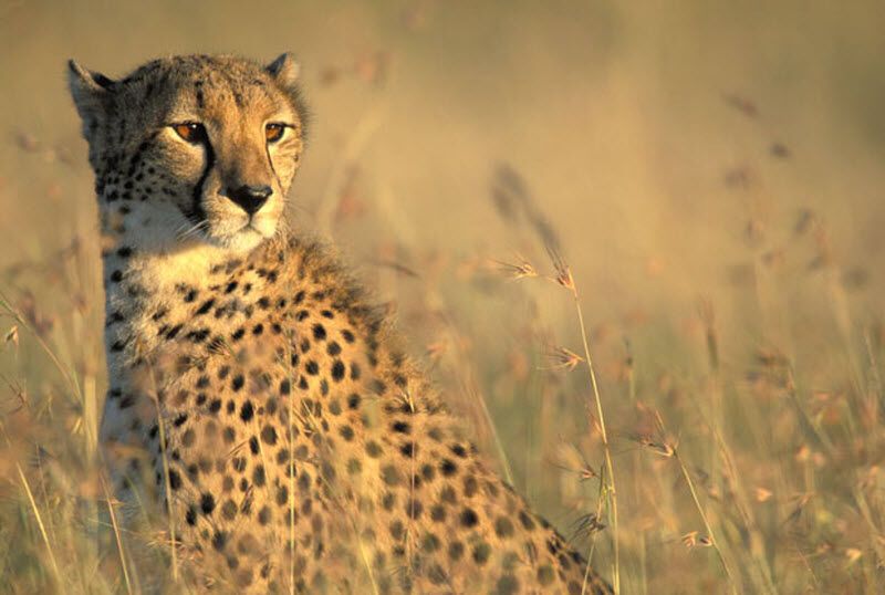 Гепарди в заповіднику Масаї-Мара