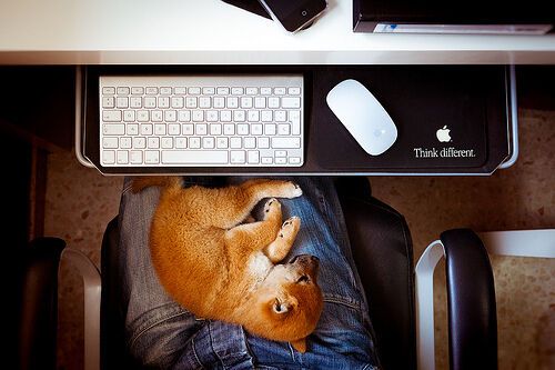 «Яблочные» натюрморты:  40 самых красивых фото с устройствами Apple