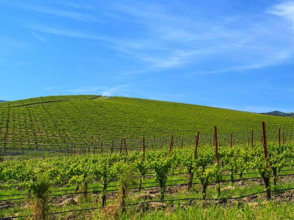 Как выглядят вживую самые знаменитые обои для Windows XP. Фото