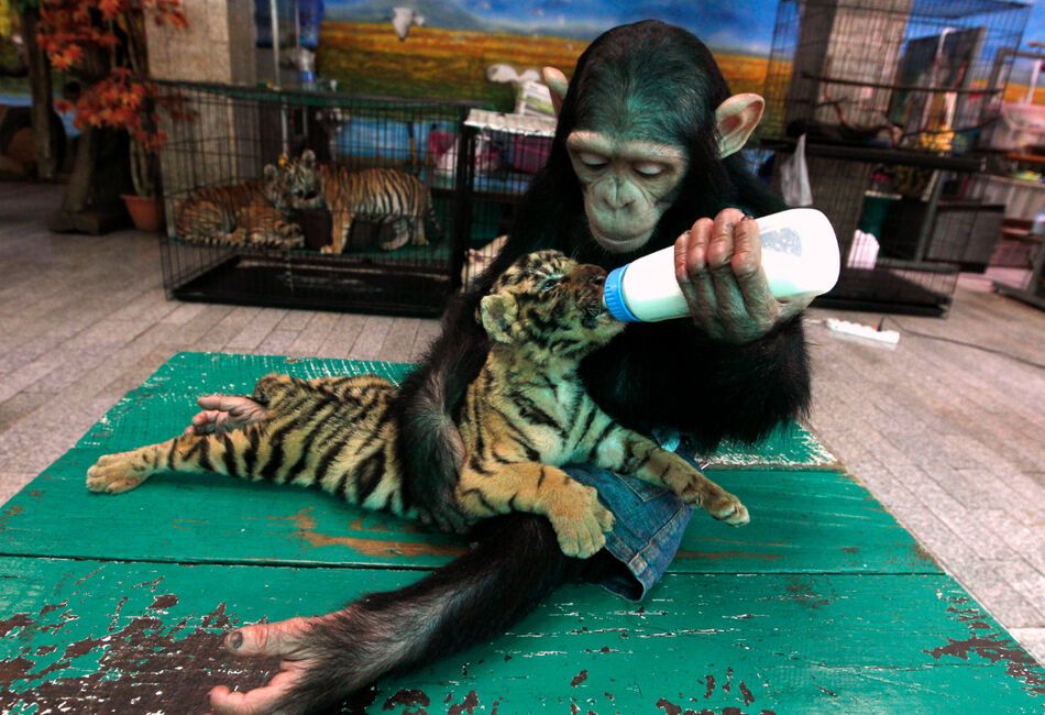 50 найкращих фотографій тварин за 2011 рік