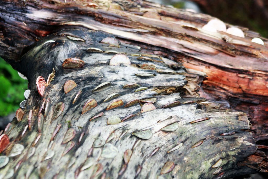 Деньги не растут на деревьях… или все-таки растут?