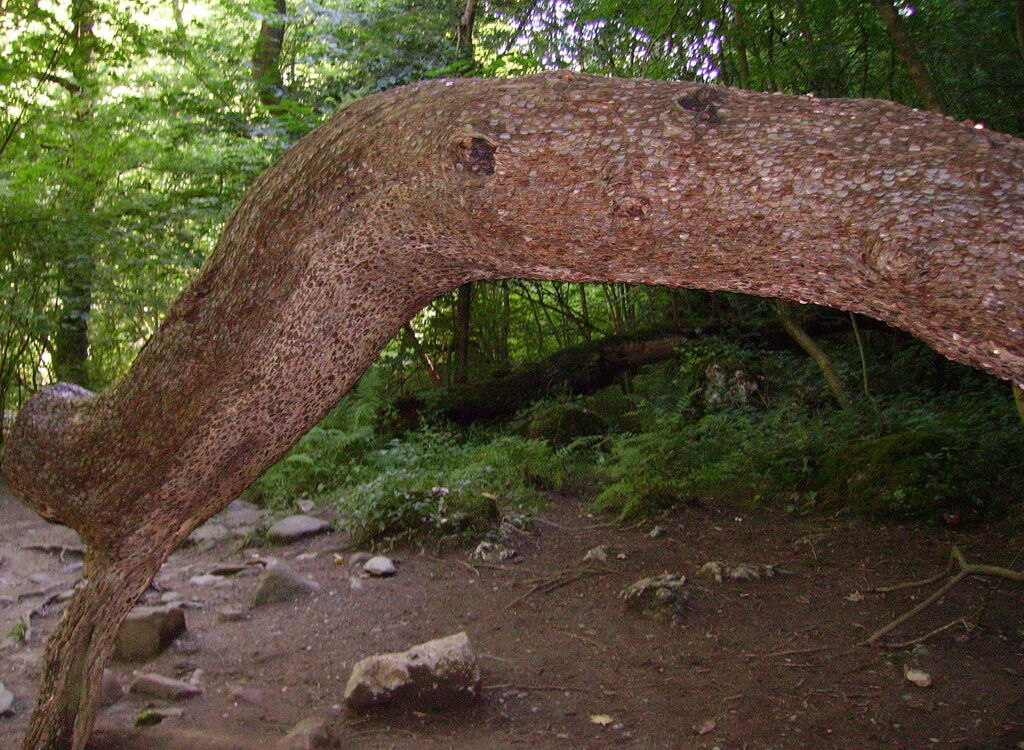 Деньги не растут на деревьях… или все-таки растут?