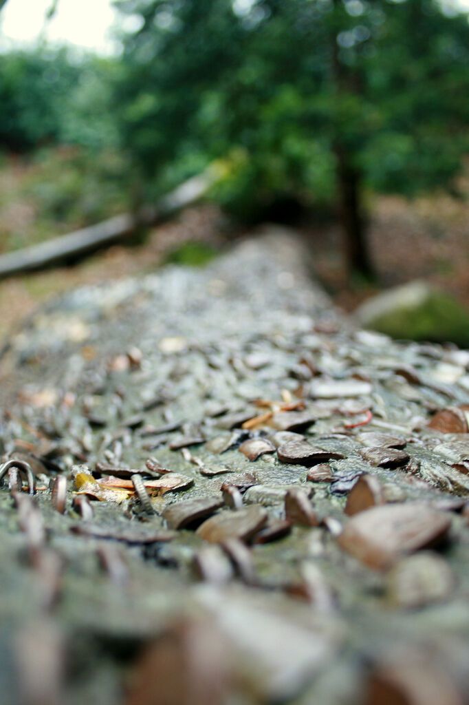 Деньги не растут на деревьях… или все-таки растут?