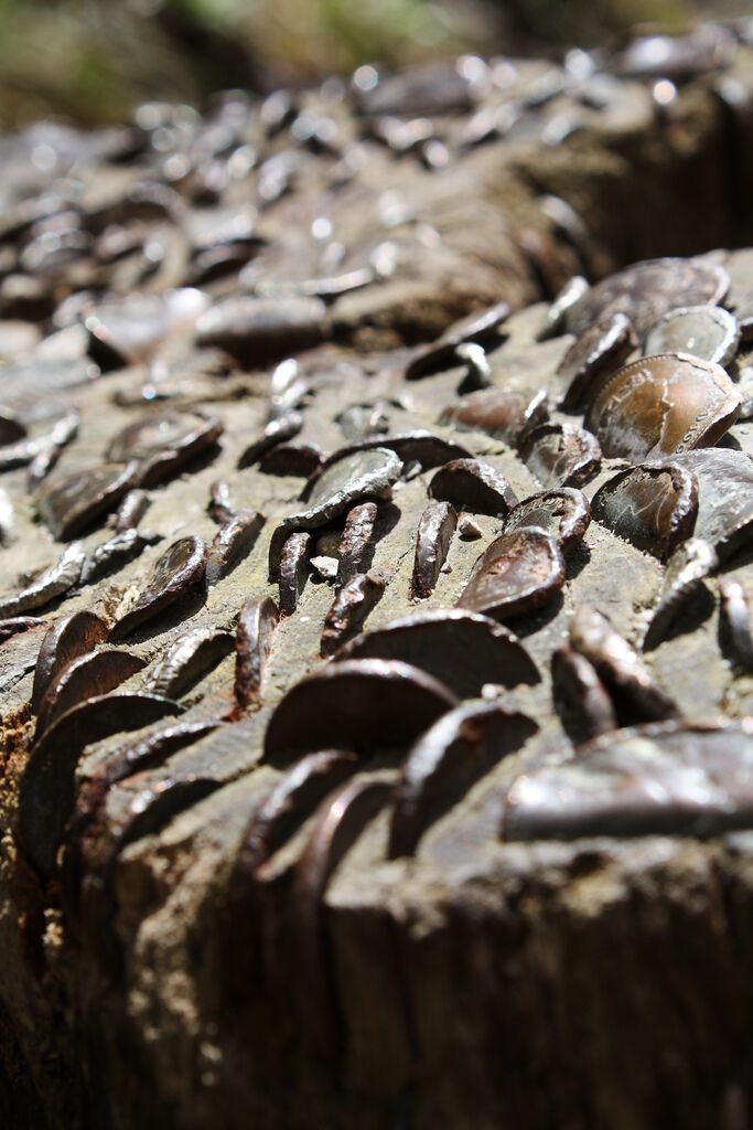 Деньги не растут на деревьях… или все-таки растут?