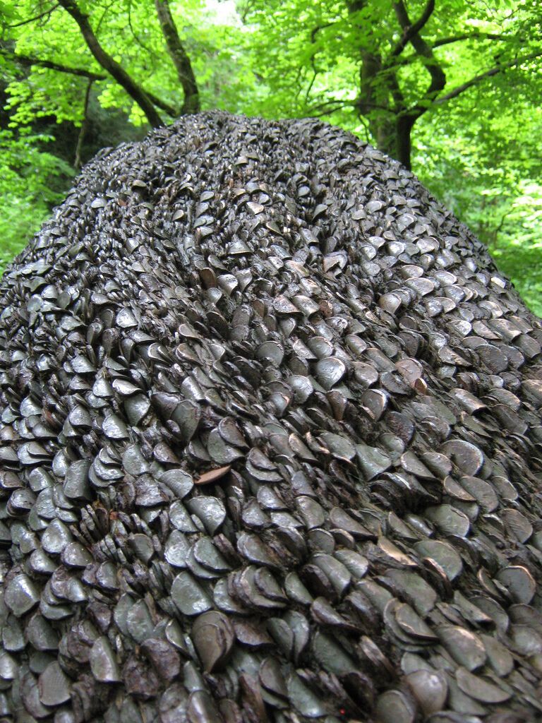 Деньги не растут на деревьях… или все-таки растут?