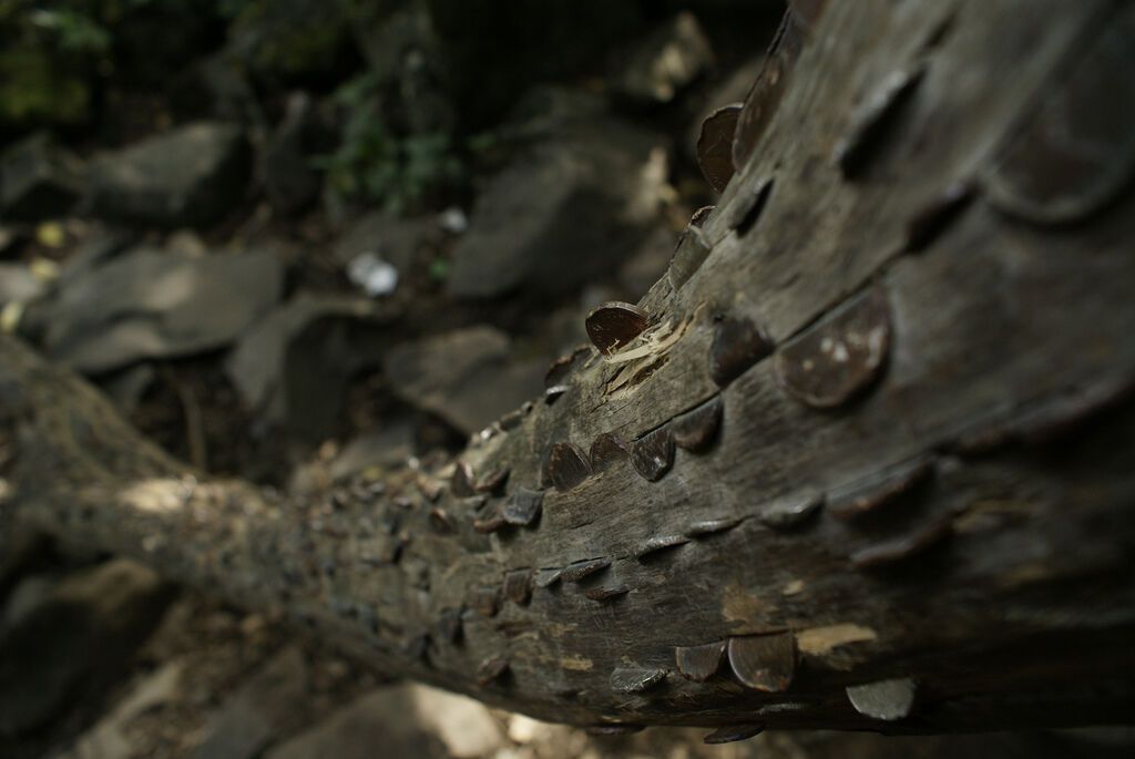 Деньги не растут на деревьях… или все-таки растут?