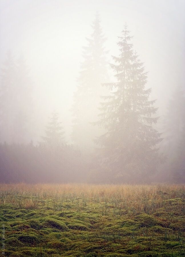 Летние Карпаты от фотографа Олега Григорьева