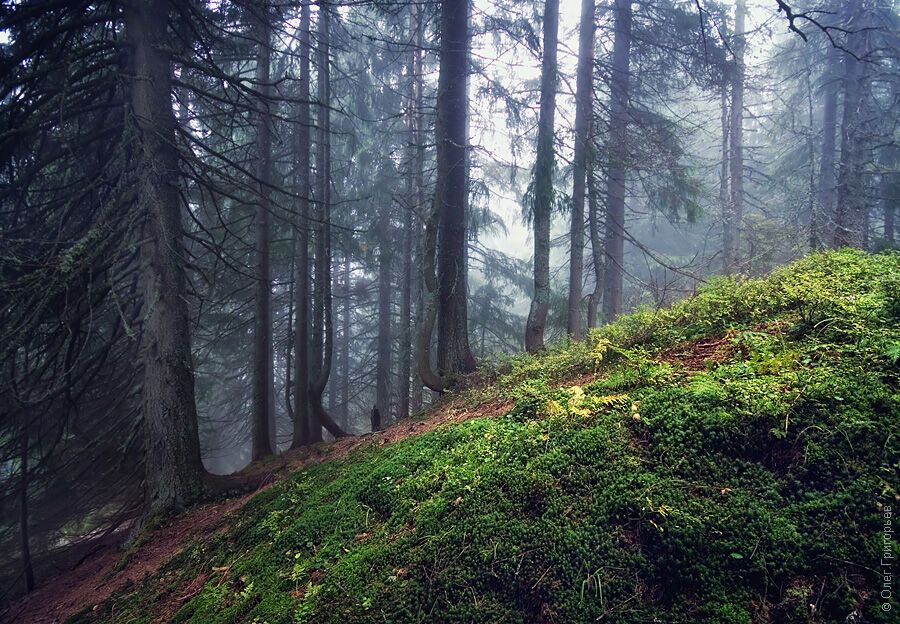 Летние Карпаты от фотографа Олега Григорьева