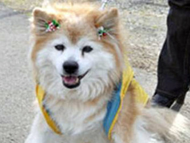 В Японии умерла самая старая собака в мире. Фото