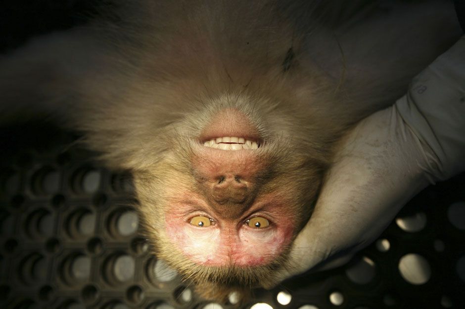 Лучшие фото информагентств за ноябрь (Часть 2)