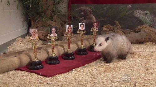 Косоглазый опоссум предсказал Портман победу на «Оскаре»