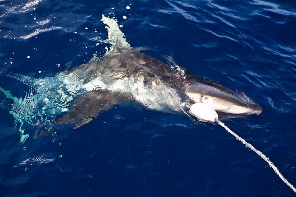 Путешествие на Гавайи