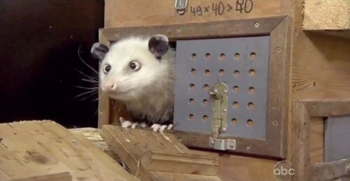 Косоглазый опоссум предсказал Портман победу на «Оскаре»