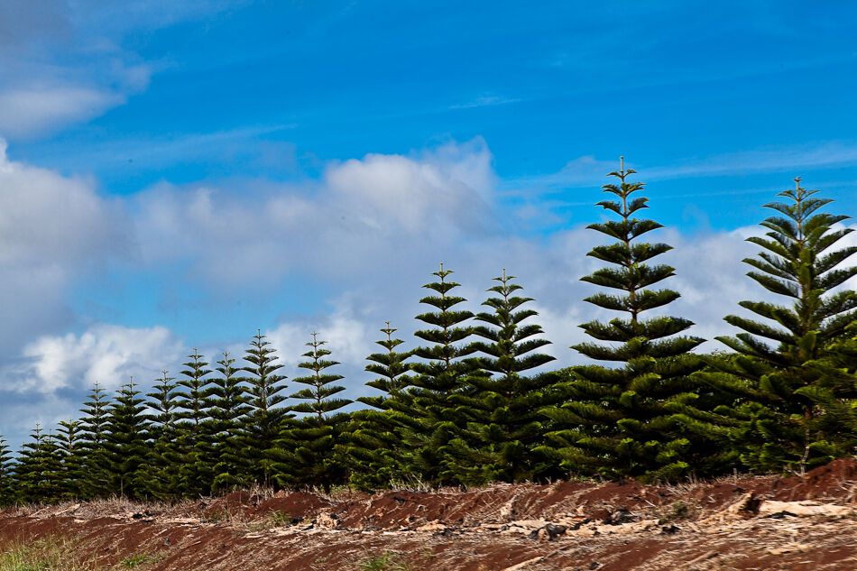 Путешествие на Гавайи