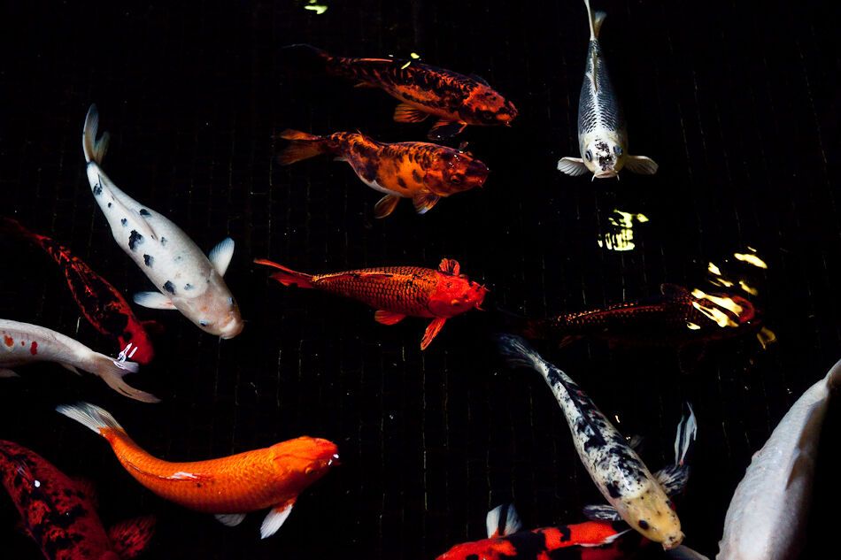 Путешествие на Гавайи