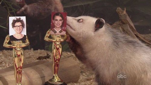 Косоглазый опоссум предсказал Портман победу на «Оскаре»