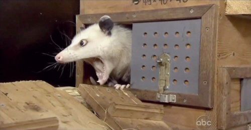 Косоглазый опоссум предсказал Портман победу на «Оскаре»