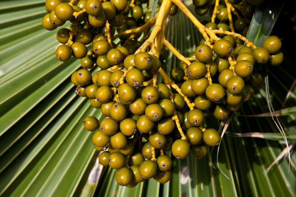 Путешествие на Гавайи