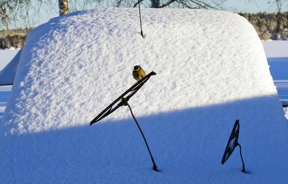 Последний месяц холодной зимы 2011