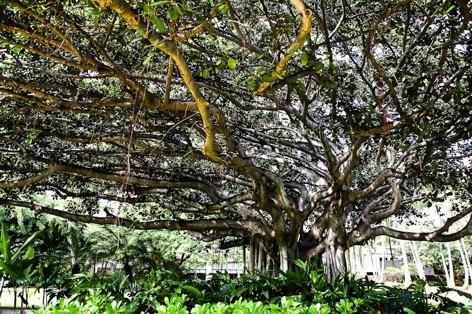 Путешествие на Гавайи