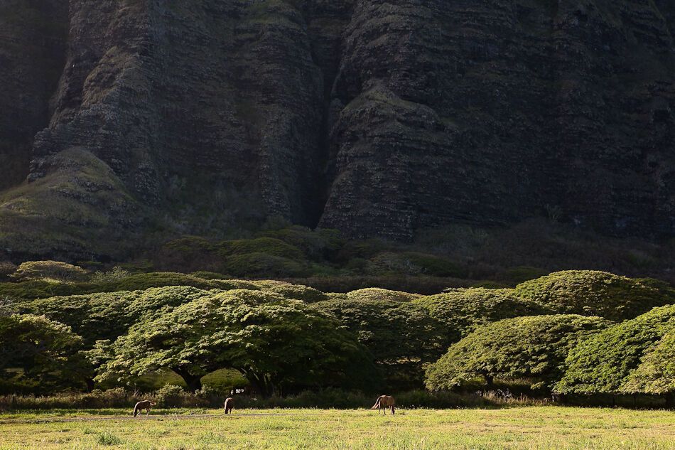 Путешествие на Гавайи