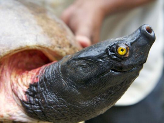 Черепахи в небезпеці