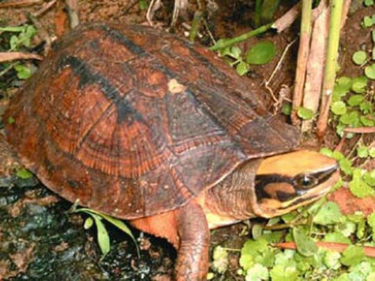 Черепахи в небезпеці