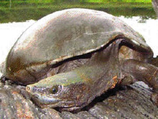 Черепахи в небезпеці