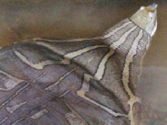 Черепахи в небезпеці